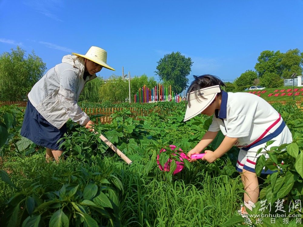市民帶孩子在共享菜園里鋤草、澆水。通訊員 程愛華 攝.jpg.jpg